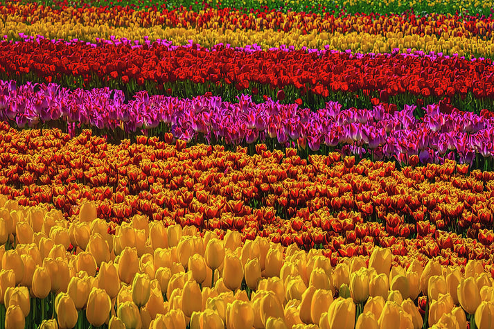 Tulip World Art Print | Museum-Quality Fine Art Print | RedKalion