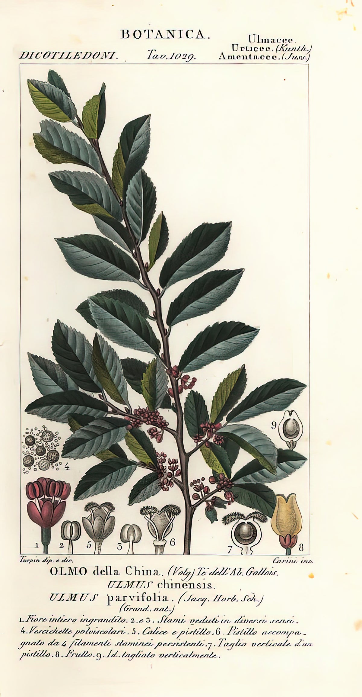 Ulmus Chinensis Art Print | Premium Fine Art Print | RedKalion