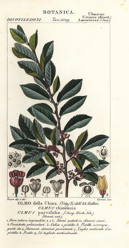 Ulmus Chinensis Art Print | Premium Fine Art Print | RedKalion