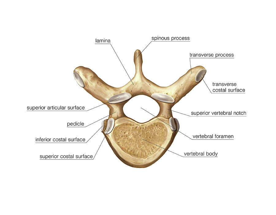 Vertebra Thoracica Art Print | Museum-Quality Fine Art Print | RedKalion