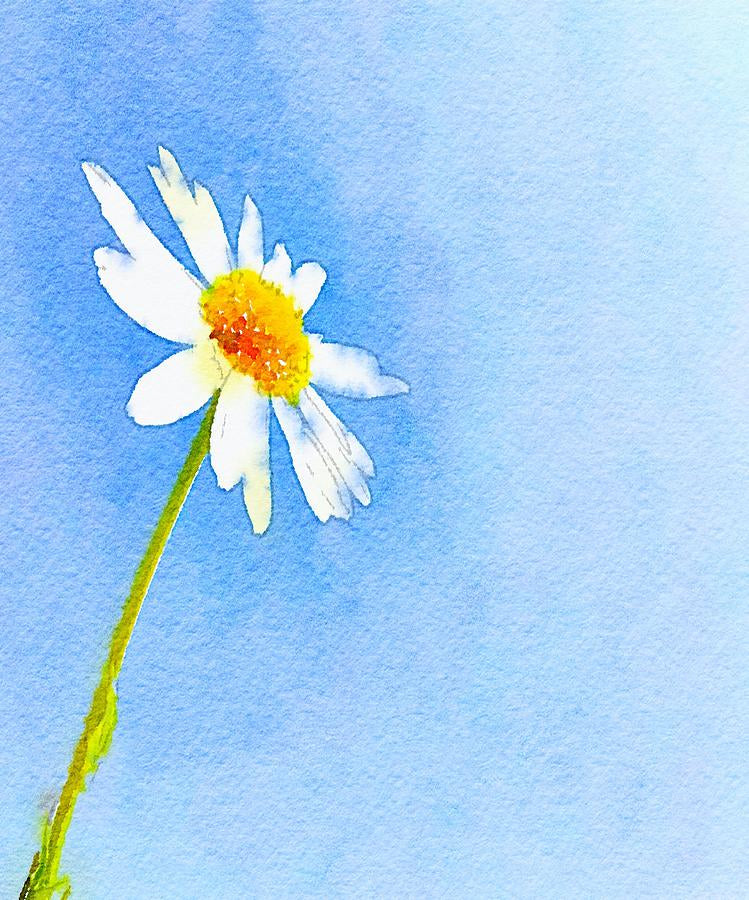 Watercolor Daisy Art Print | Premium Botanical Fine Art Print | RedKalion