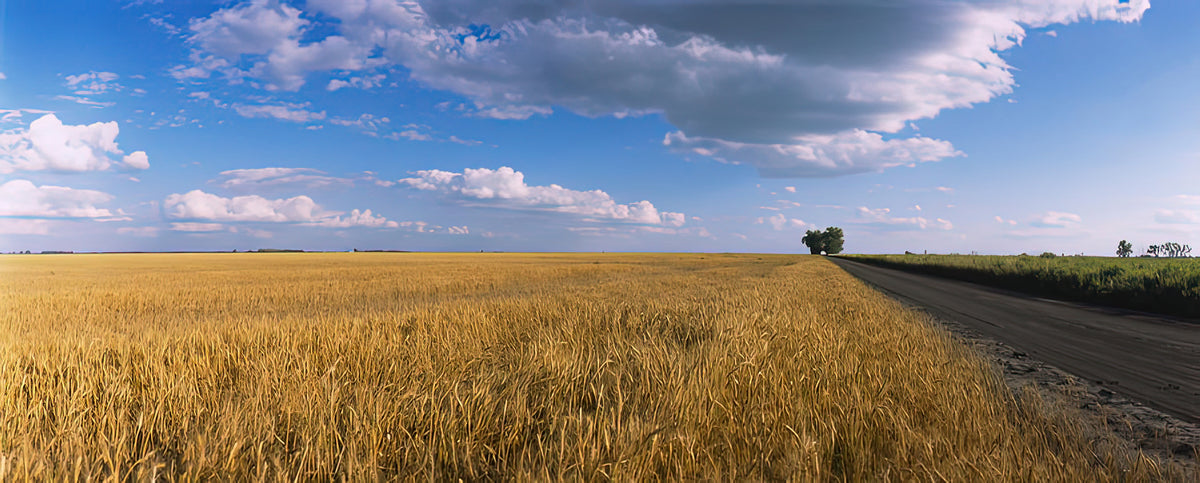 Wheat Field Art Print | Premium Fine Art Print | RedKalion