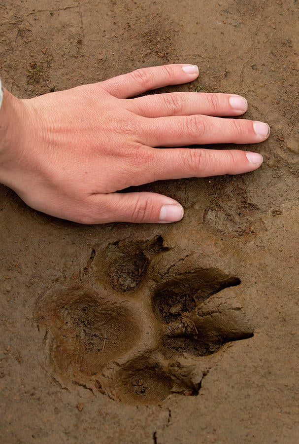 Wolf Footprint Art Print | Museum-Quality Fine Art Print | RedKalion
