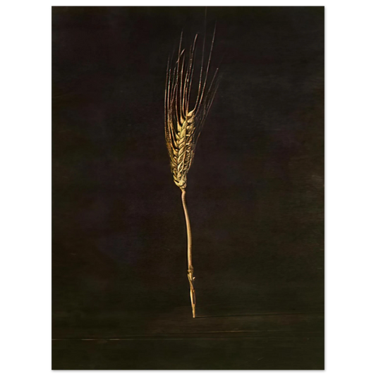 Salvador Dali - WHEAT EAR  75x100 cm / 30x40inches Fine Art Poster