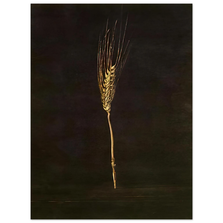 Salvador Dali - WHEAT EAR  75x100 cm / 30x40inches Fine Art Poster