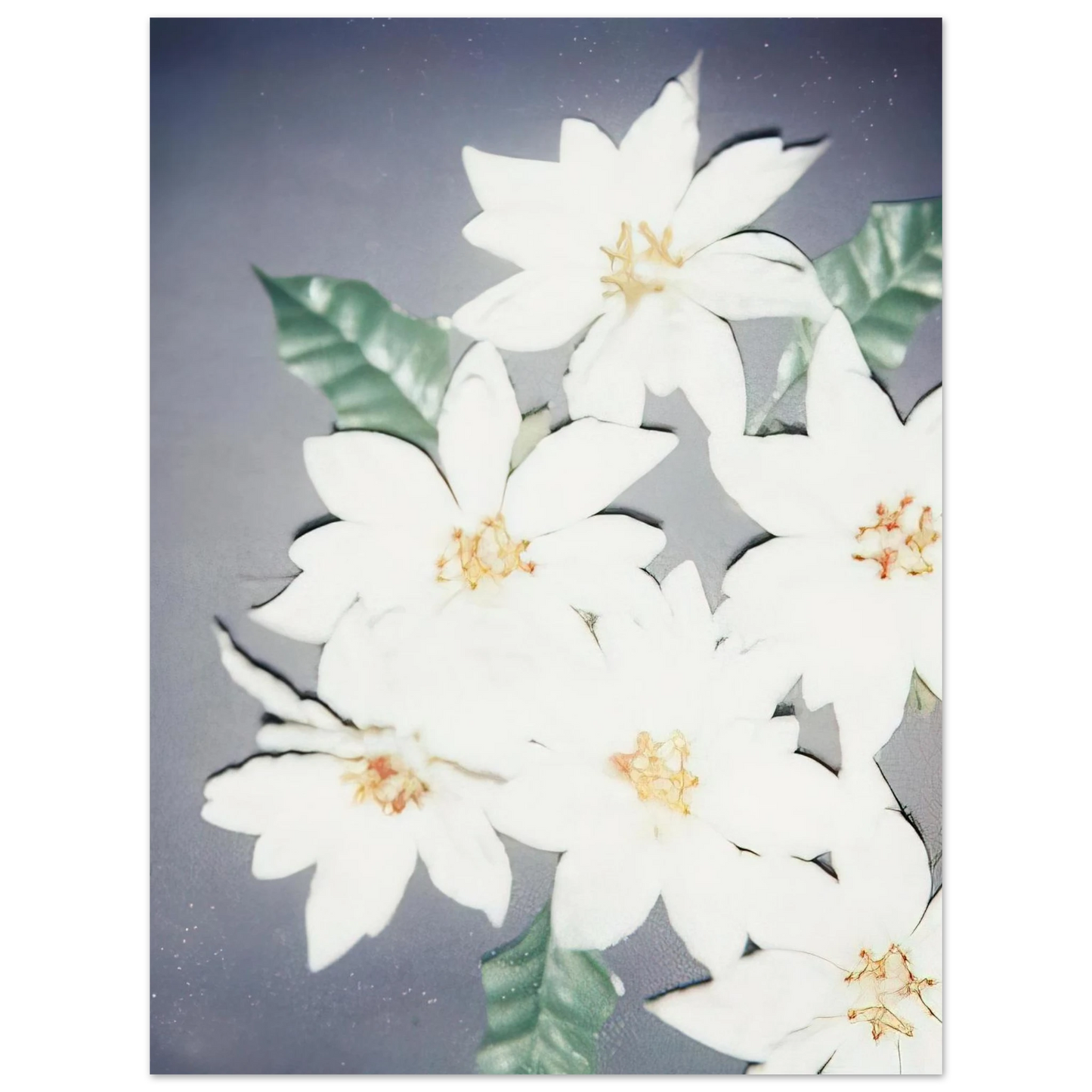 Andy Warhol - Christmas Poinsettias-White Fine Art Poster