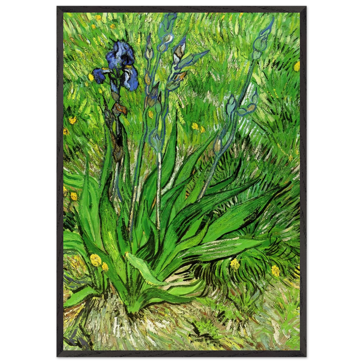 The Iris - Vincent van Gogh 70x100 cm / 28x40 inches Framed Art Print – Black Wooden Frame