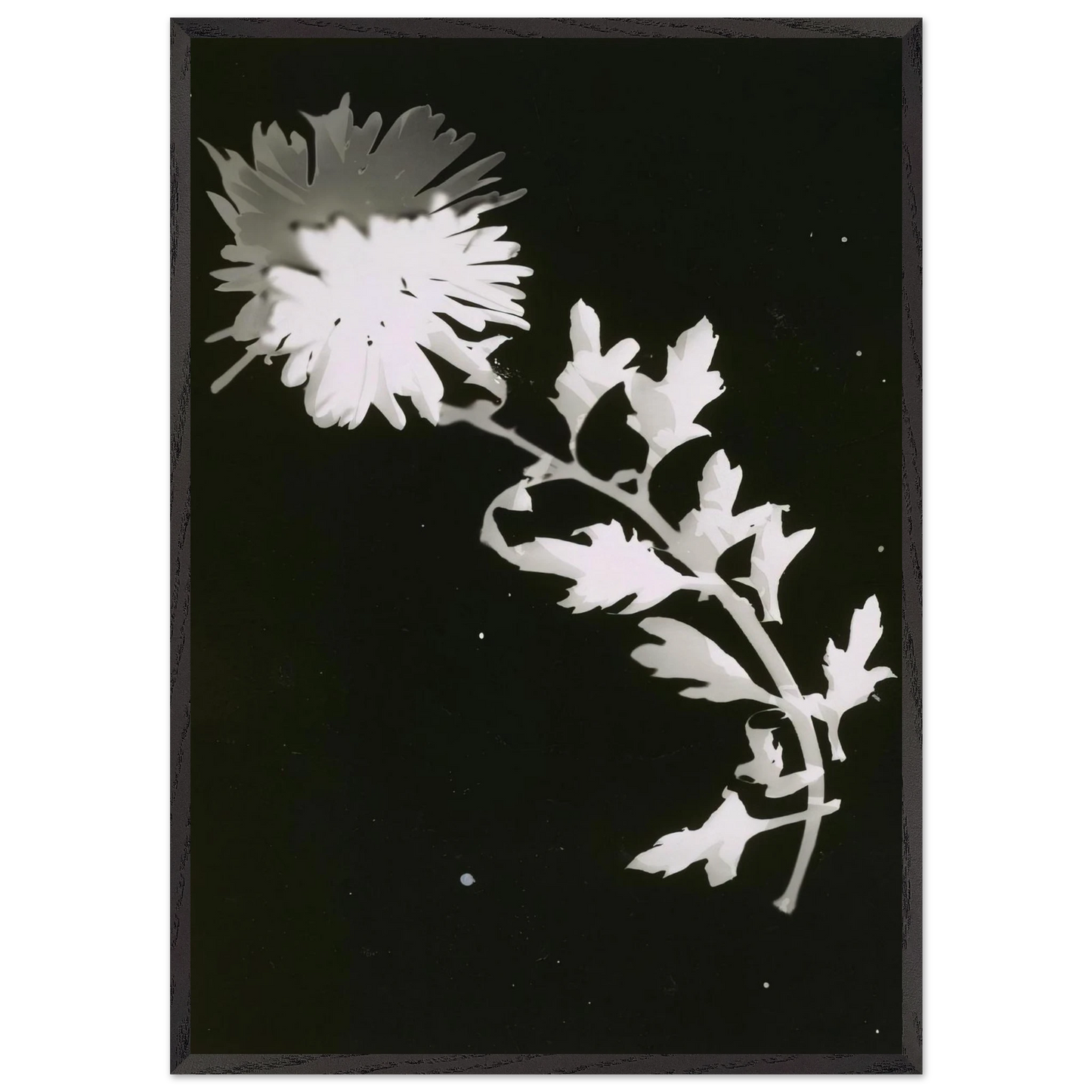 FLOWER N2 - Laszlo Moholy-Nagy 70x100 cm / 28x40 inches Framed Art Print – Black Wooden Frame